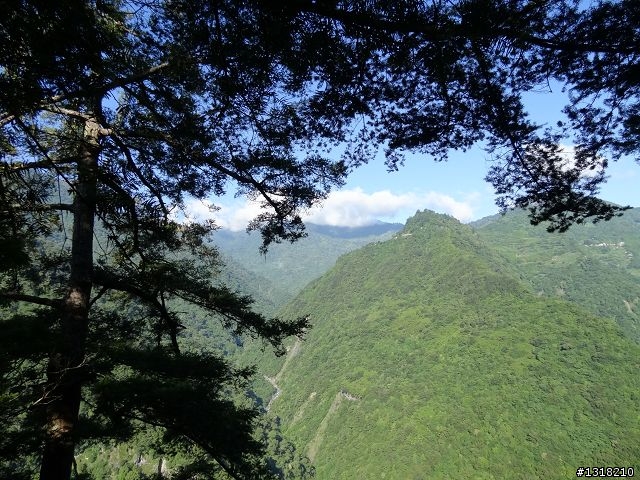 親子旅遊-司馬庫斯(下)