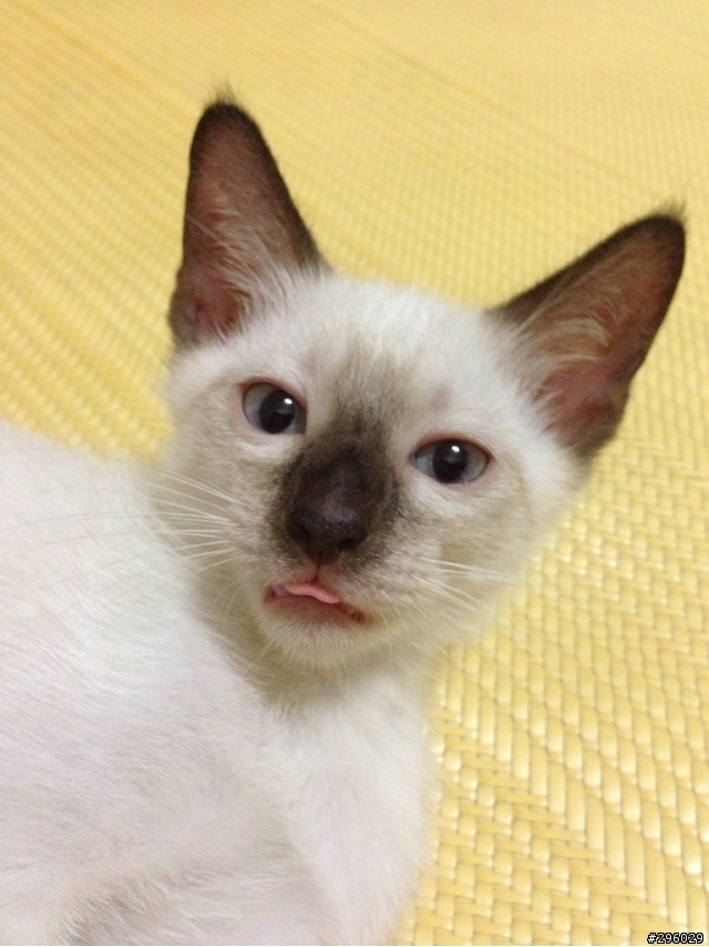 兩個月大的暹羅貓等待有緣人