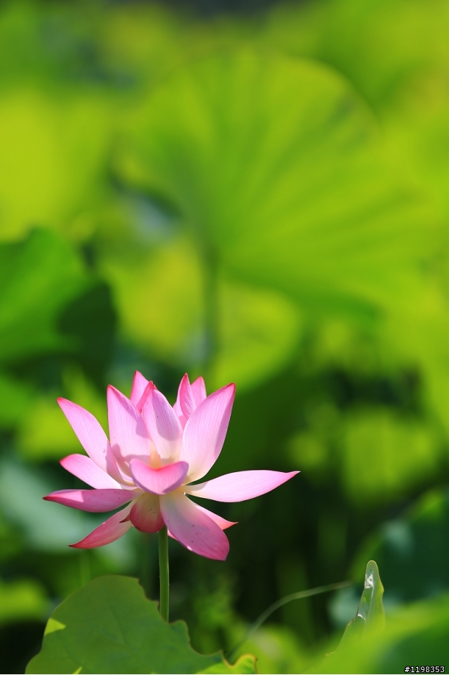 夏. 荷