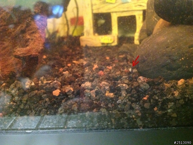 魚缸裡的到底是什麼蟲