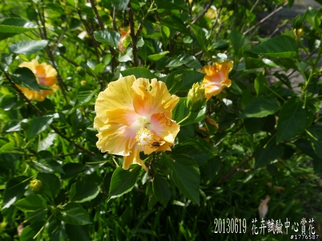 20130619 風櫃嘴縱走擎天崗之旅