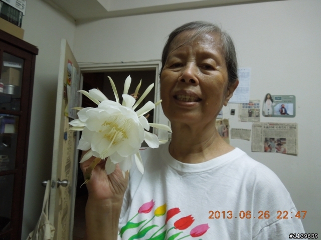 我家的曇花