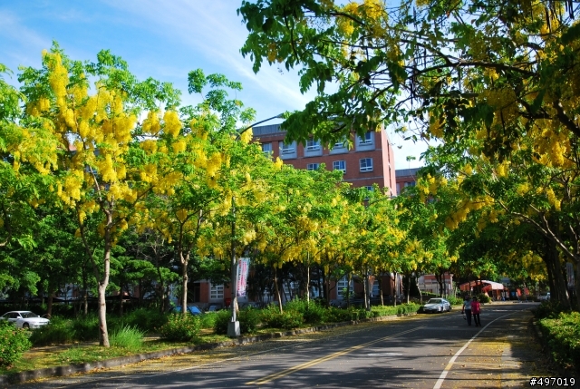 黃金漩渦 の 鍊 (戀 ) * 台中霧峰 . 亞洲大學 ( 阿勃勒 )