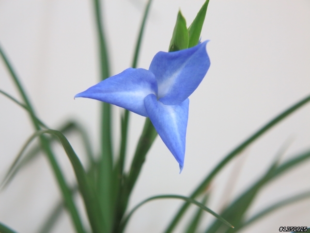 空氣鳳梨 大青紫花 開花了