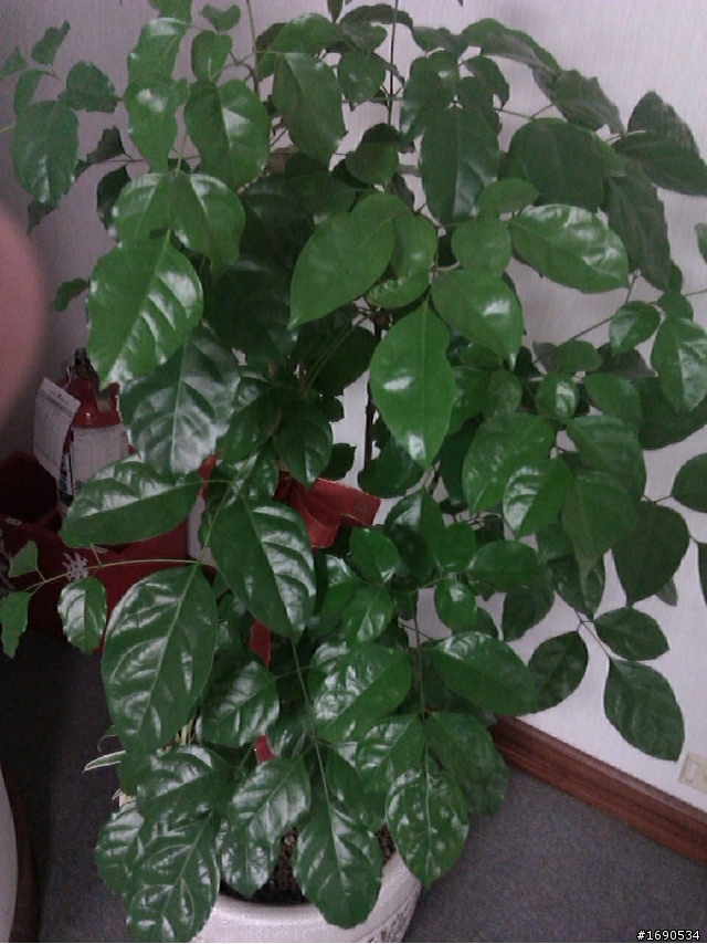 請問這棵室內植物名稱