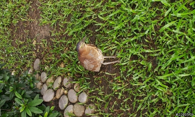 這是什麼種類的鳥阿