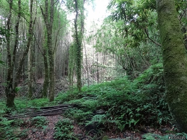 親子旅遊-司馬庫斯(下)