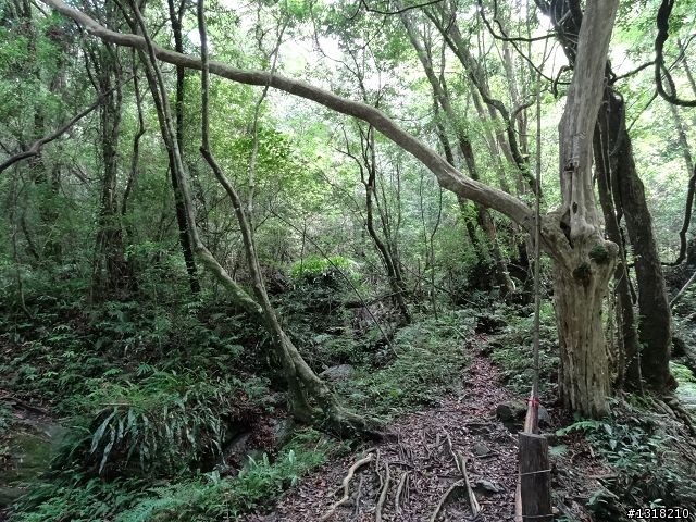 親子旅遊-司馬庫斯(下)