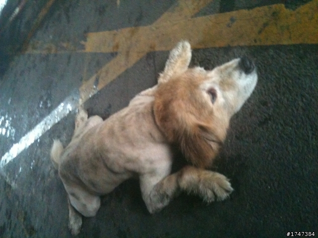[緊急]找尋黃金獵犬的主人(板橋華江公園附近)@@已找到失主了感謝各位幫忙^o^