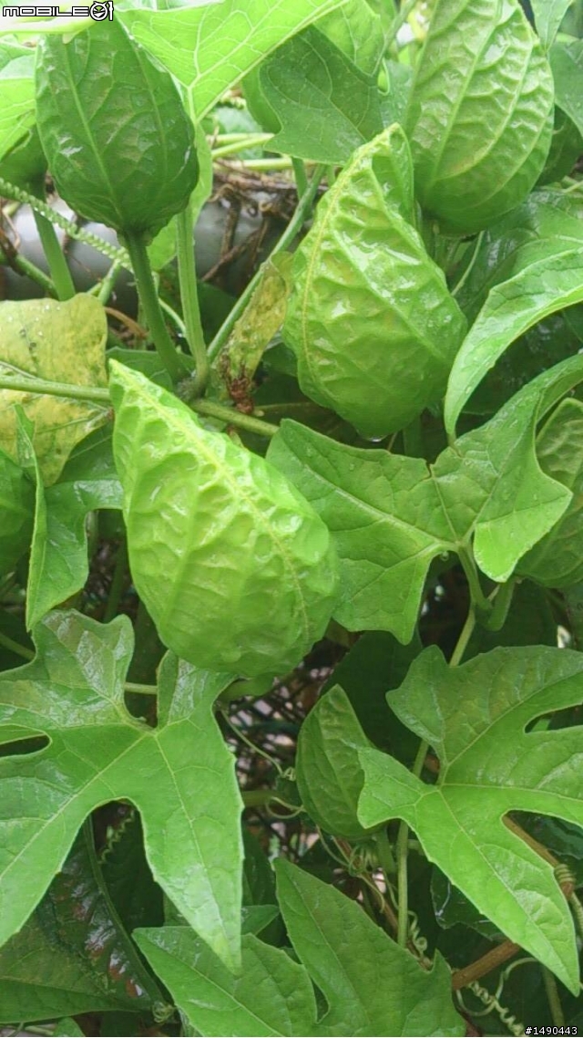 請問各位前輩這是甚麼植物或食物？