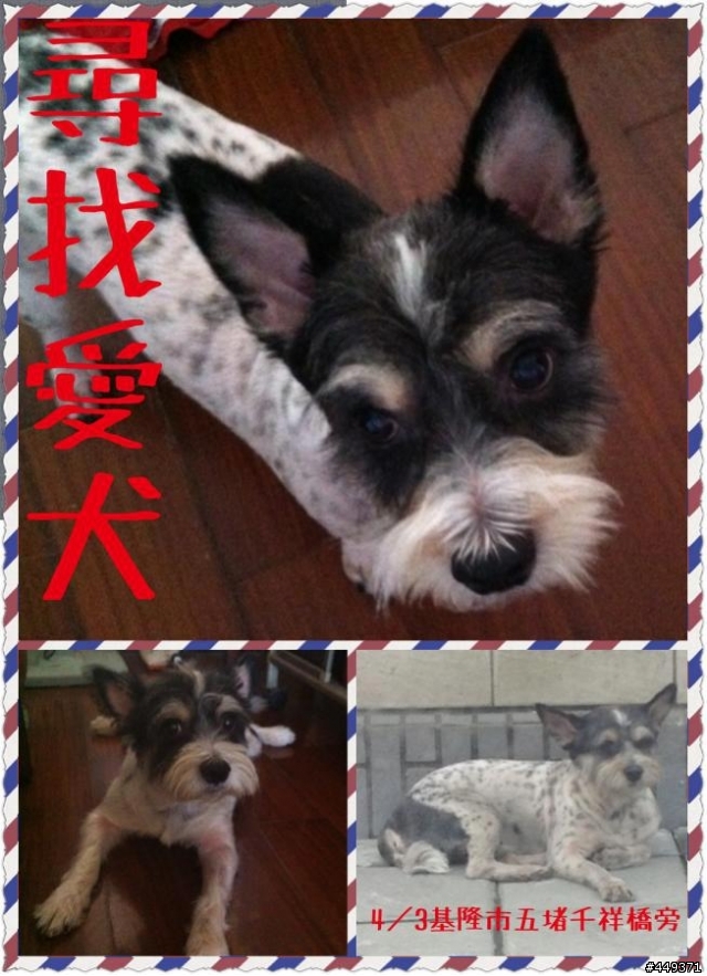新北市汐止協尋-米克斯梗犬吉祥