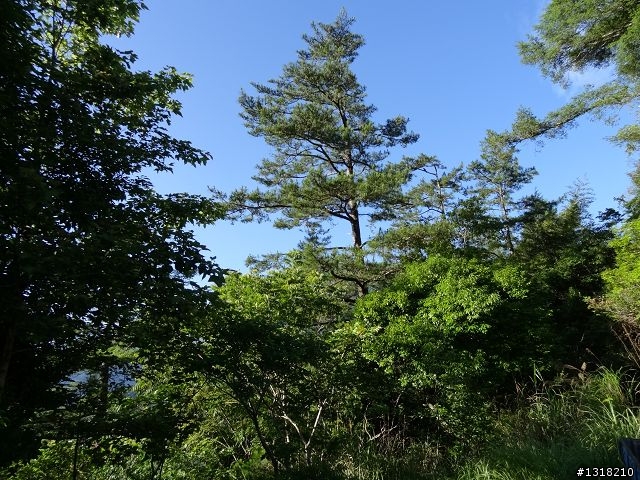 親子旅遊-司馬庫斯(下)