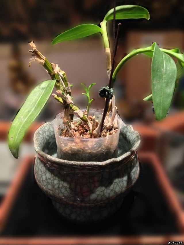 朋友家的花盆，看起來很有年份了！