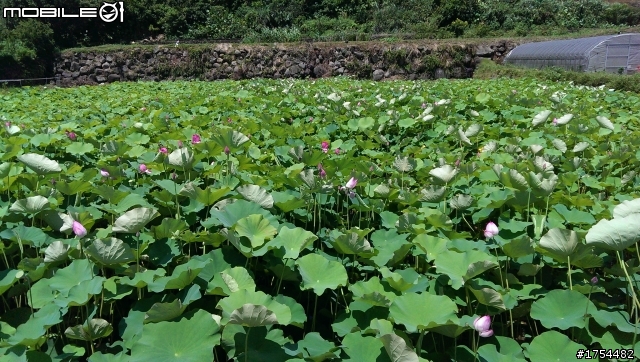 大野狼三芝遊一次玩3透.(景點圖多)
