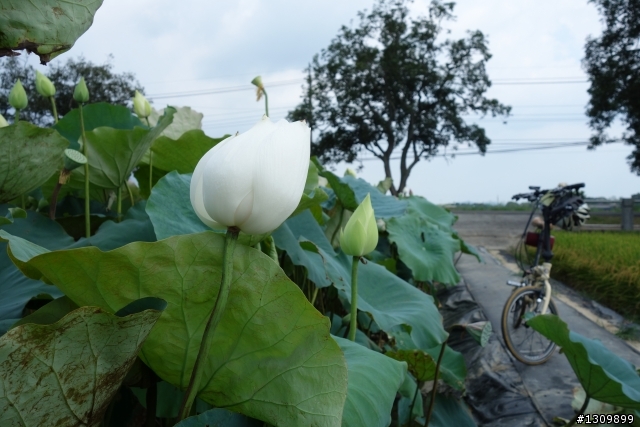 2013 夏至，尋訪嘉南水圳鐵馬道