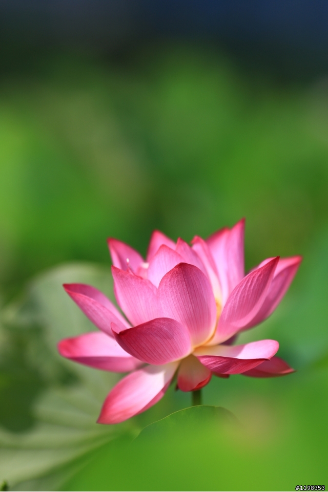 夏. 荷