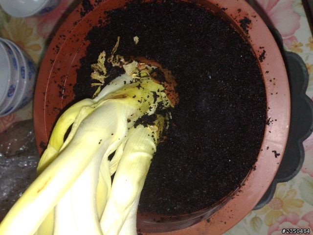 天殺的! 放在冰箱的洋蔥竟然發芽了