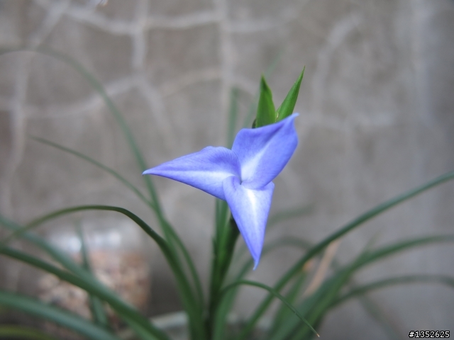空氣鳳梨 大青紫花 開花了