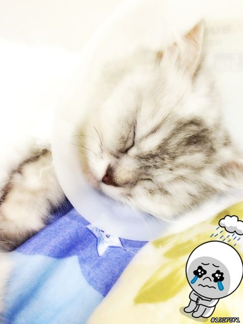 我家貓公主結紮了