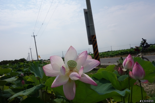 2013 夏至，尋訪嘉南水圳鐵馬道