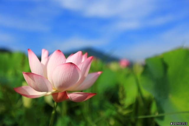 夏. 荷