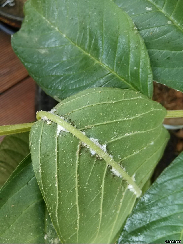 請教芭樂樹蟲害