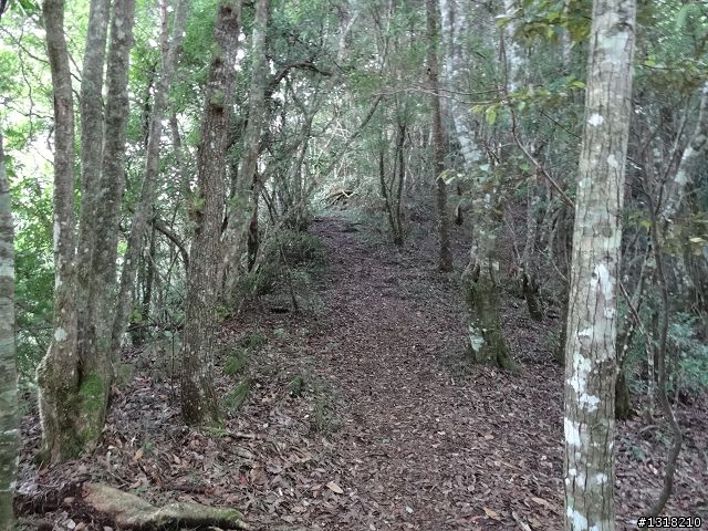 親子旅遊-司馬庫斯(下)