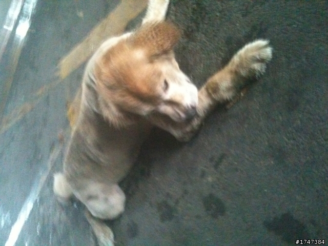 [緊急]找尋黃金獵犬的主人(板橋華江公園附近)@@已找到失主了感謝各位幫忙^o^