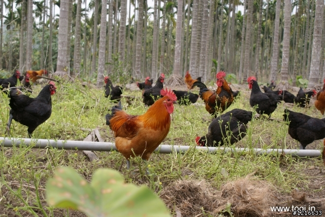 幫我家的雞完成他的夢想