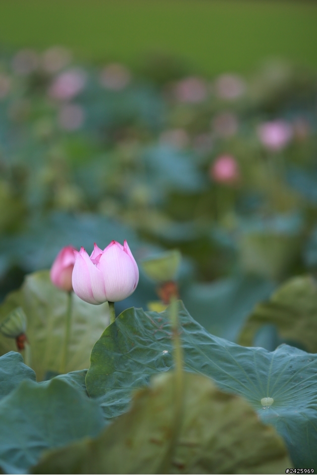 135L 我的第一顆L鏡-開箱+實拍