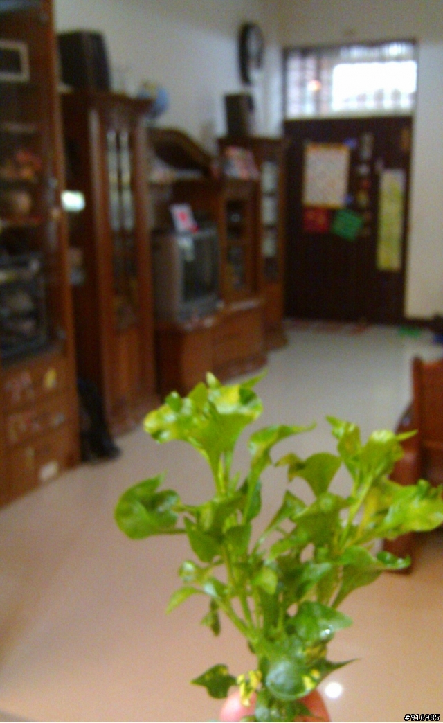 [請問]植物名字