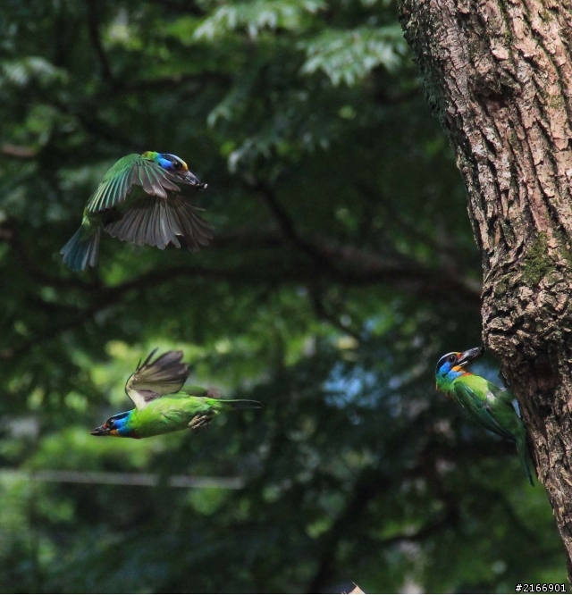 〈分享〉550D x kit18-135   五色鳥的打鳥初體驗  in中央研究院