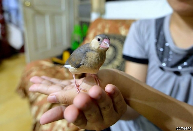 請教不知名文鳥，小文文