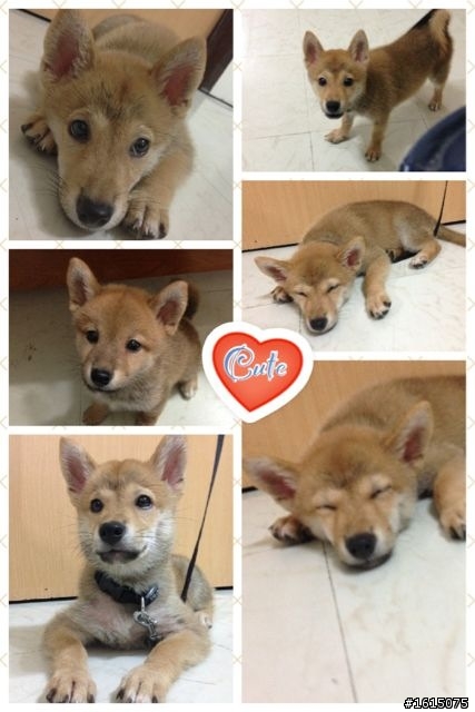 柴犬（問題）