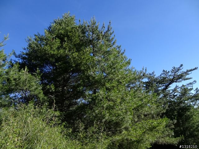 親子旅遊-就是要去塔塔加