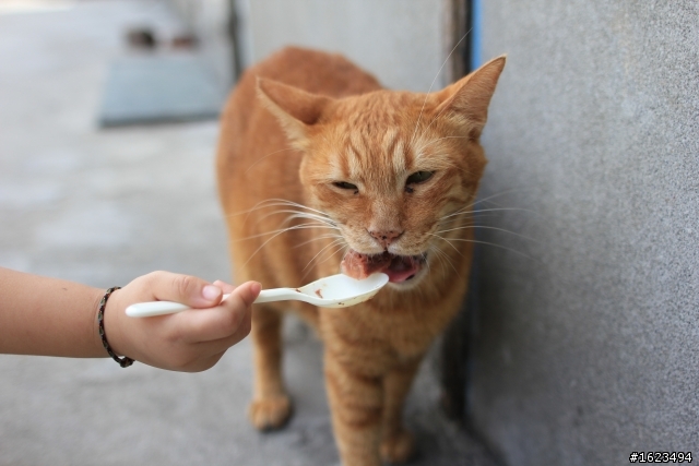 猴桐 . 拍貓 -  Sigma 24mm F1.8 EX DG MACRO