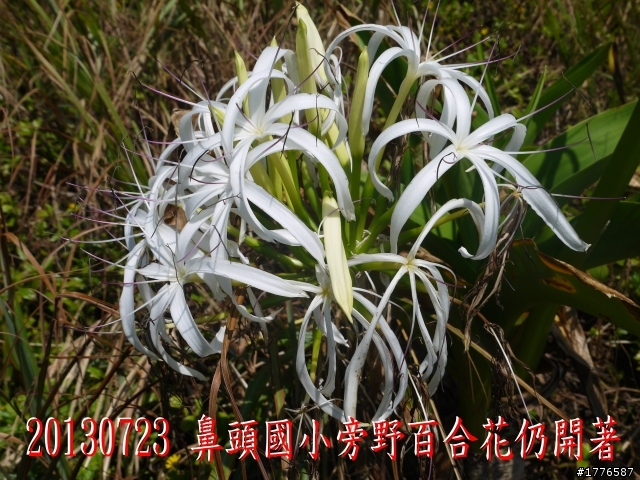 20130723   鼻頭角浮潛
