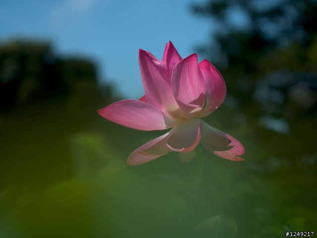 GXR雜牌軍火砲試射