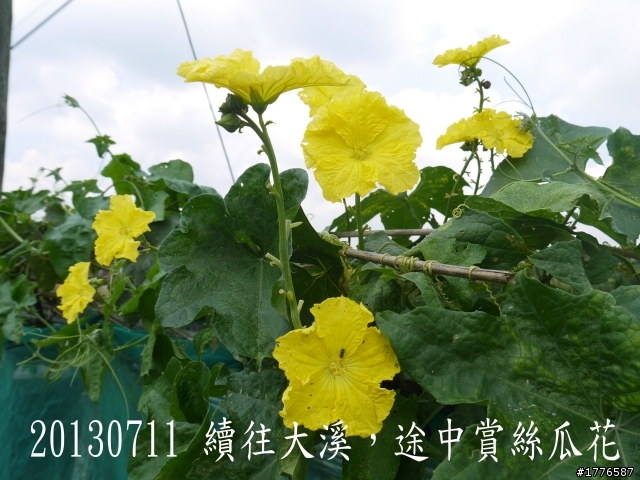20130711鶯歌大溪三坑石門水庫之旅