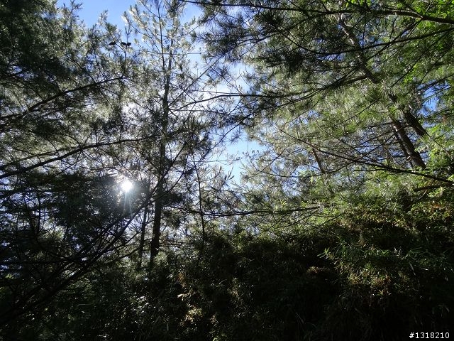 親子旅遊-就是要去塔塔加