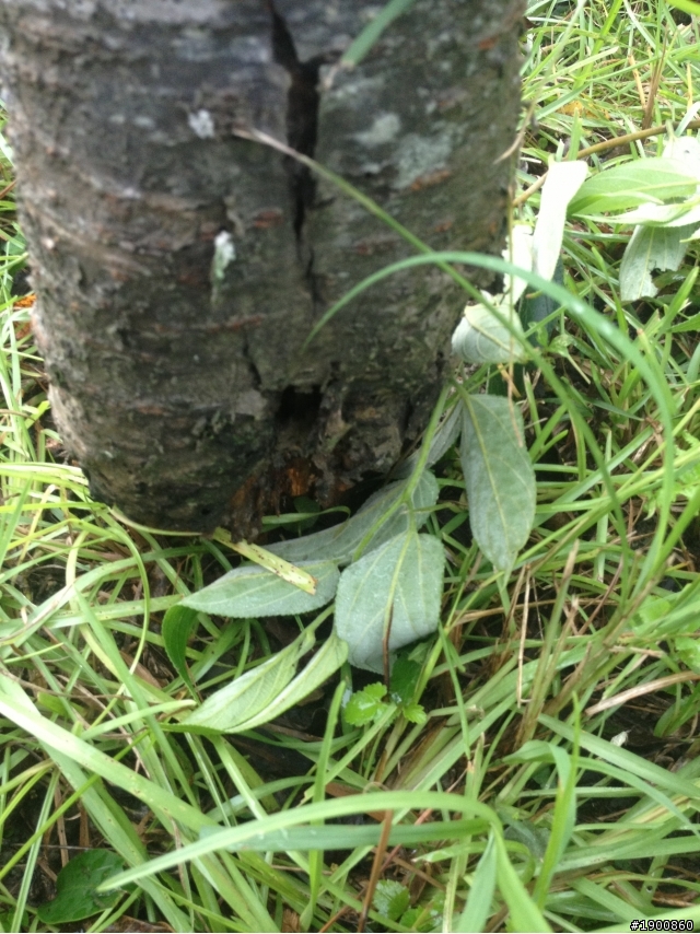 求救植栽專家