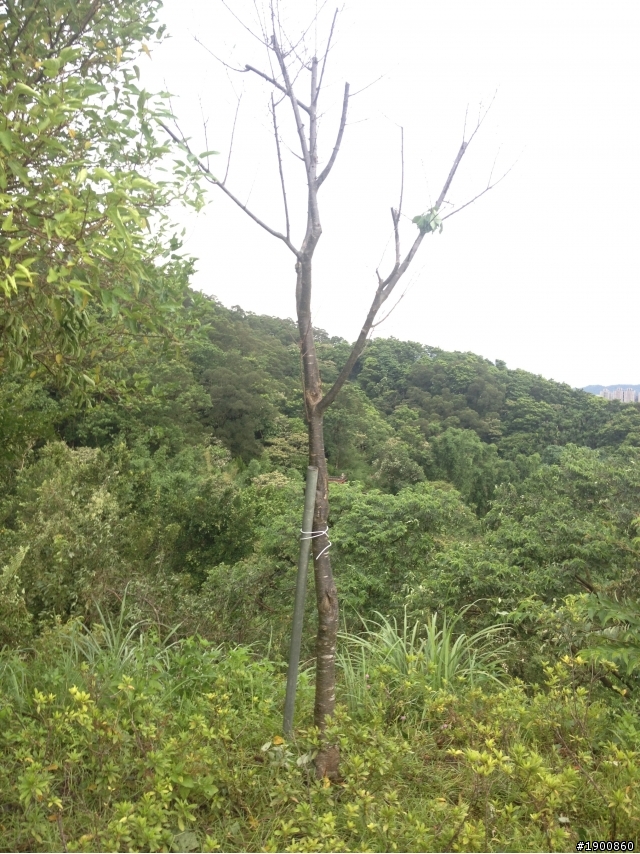 求救植栽專家