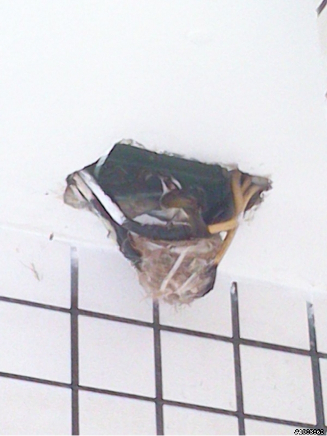 這是甚麼鳥?