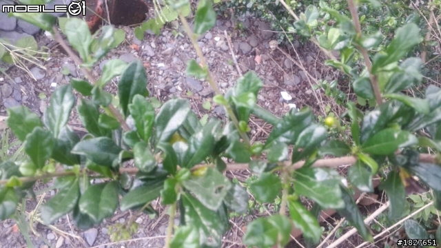 請問各位前輩這顆是什麼樹?!