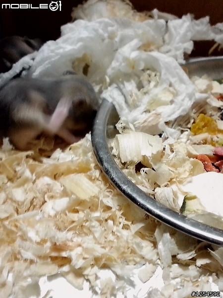 「倉鼠」鼠寶寶生活日記分享