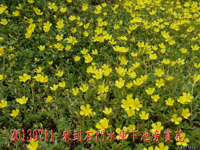 20130711鶯歌大溪三坑石門水庫之旅