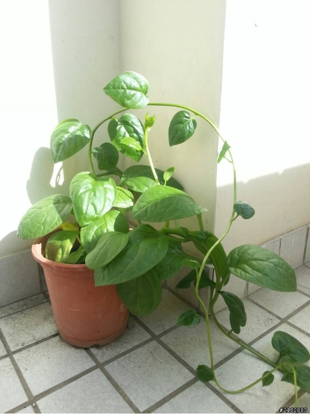 麻煩幫我看一下這是什麼植物?