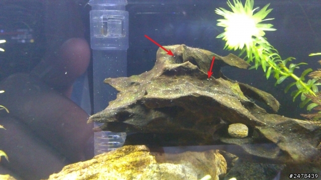 淡水缸內出現的生物