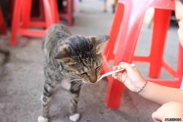 猴桐 . 拍貓 -  Sigma 24mm F1.8 EX DG MACRO