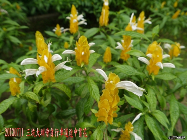 20130711鶯歌大溪三坑石門水庫之旅
